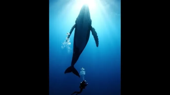 番号磁力 - 深蓝星球：探索海洋深处的未知世界